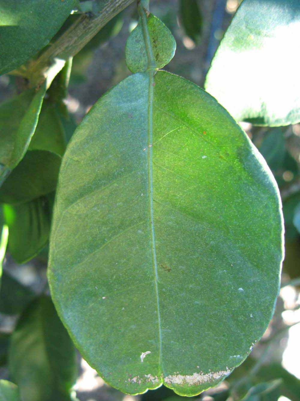              Unifoliolate leaf (Winter Haven, FL)       